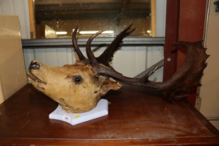 A stags head mounted to wooden plaque