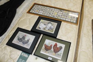 A framed and glazed collection of cigarette cards