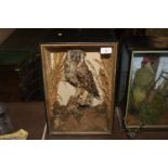 A cased and preserved owl