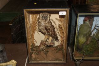 A cased and preserved owl