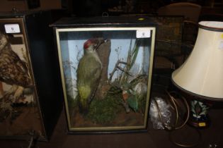 A cased and preserved woodpecker and kingfisher