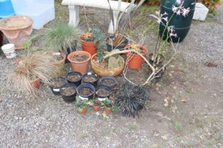 A quantity of various planters some with contents