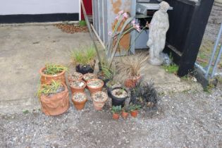 A quantity of terracotta and plastic planters some