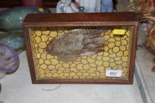 A framed hunting trophy