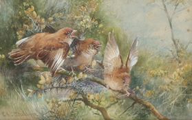 Charles Henry Clifford Baldwin 1859-1943, study of chicks in a nest, signed watercolour 14cm x 21cm