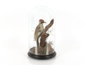 A cased and preserved woodpecker seated on a branch amongst foliage under glass dome, total height