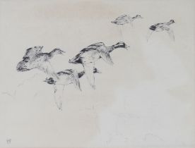 Winifred Austin, pencil signed etching "Mallard In Flight", gallery label verso, plate 24cm x 31cm