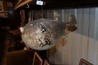 A taxidermy parrot puffer fish
