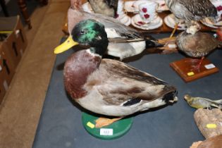 A preserved duck mounted on circular wooden plinth