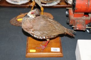 A preserved red leg partridge on wooden plinth