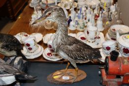 A preserved wading bird mounted on wooden plinth