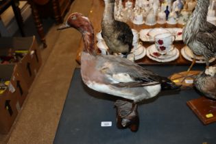 A preserved duck mounted to a wooden tree stump plinth