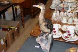 A preserved cormorant mounted on wooden base