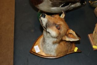 A preserved foxes head, mounted to an oak shield p