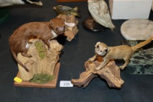 A preserved stoat on wooden naturalistic mount and