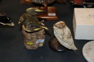 A preserved green finch mounted to a rustic wooden