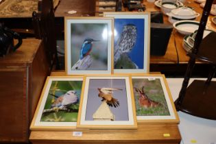 Five framed and glazed wildlife photographic print