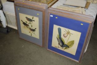 Ten large framed prints of exotic and other birds