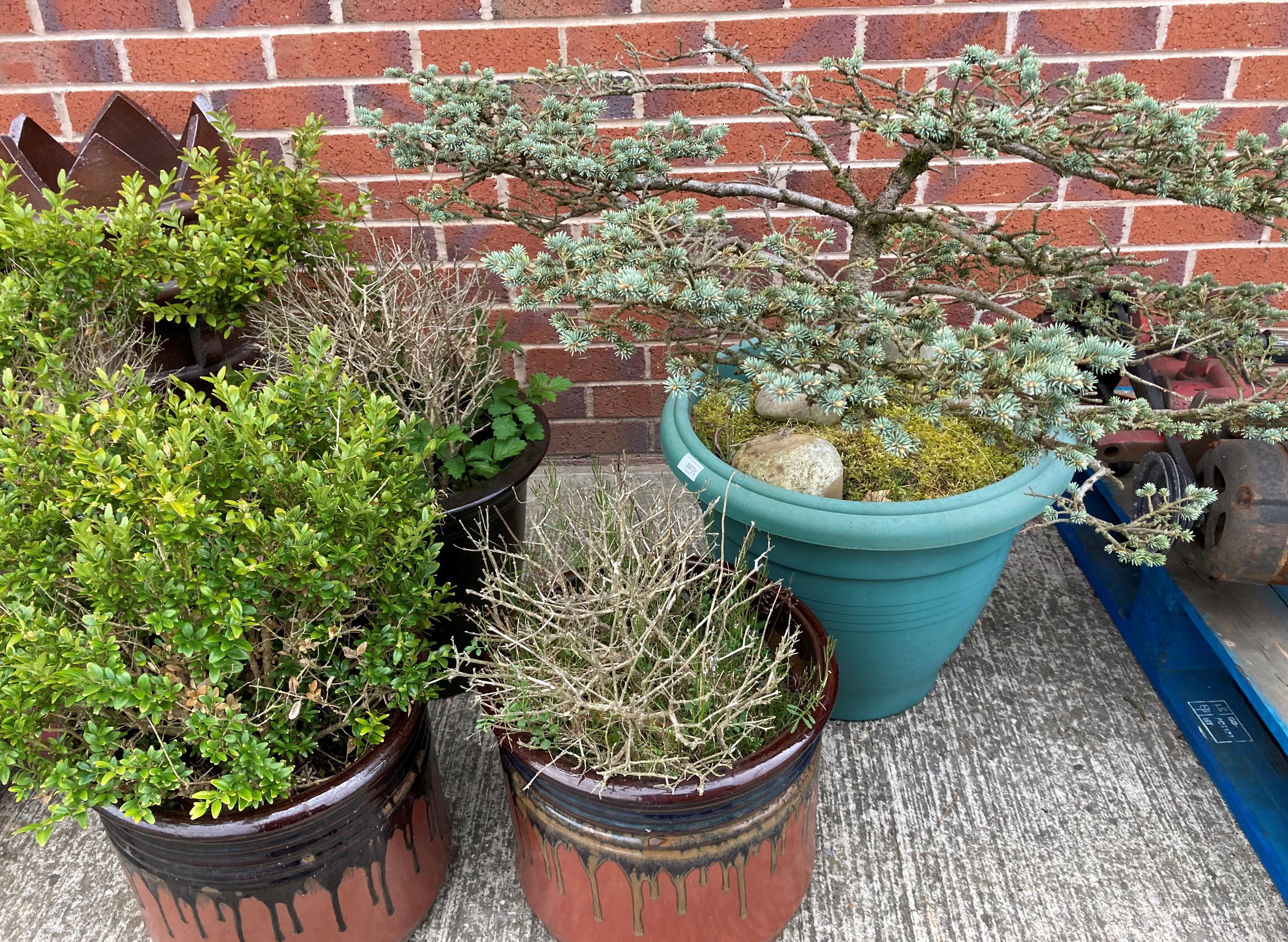 Four glazed large planters and a large green plastic tub containing box and other shrubs (5) - Image 2 of 2