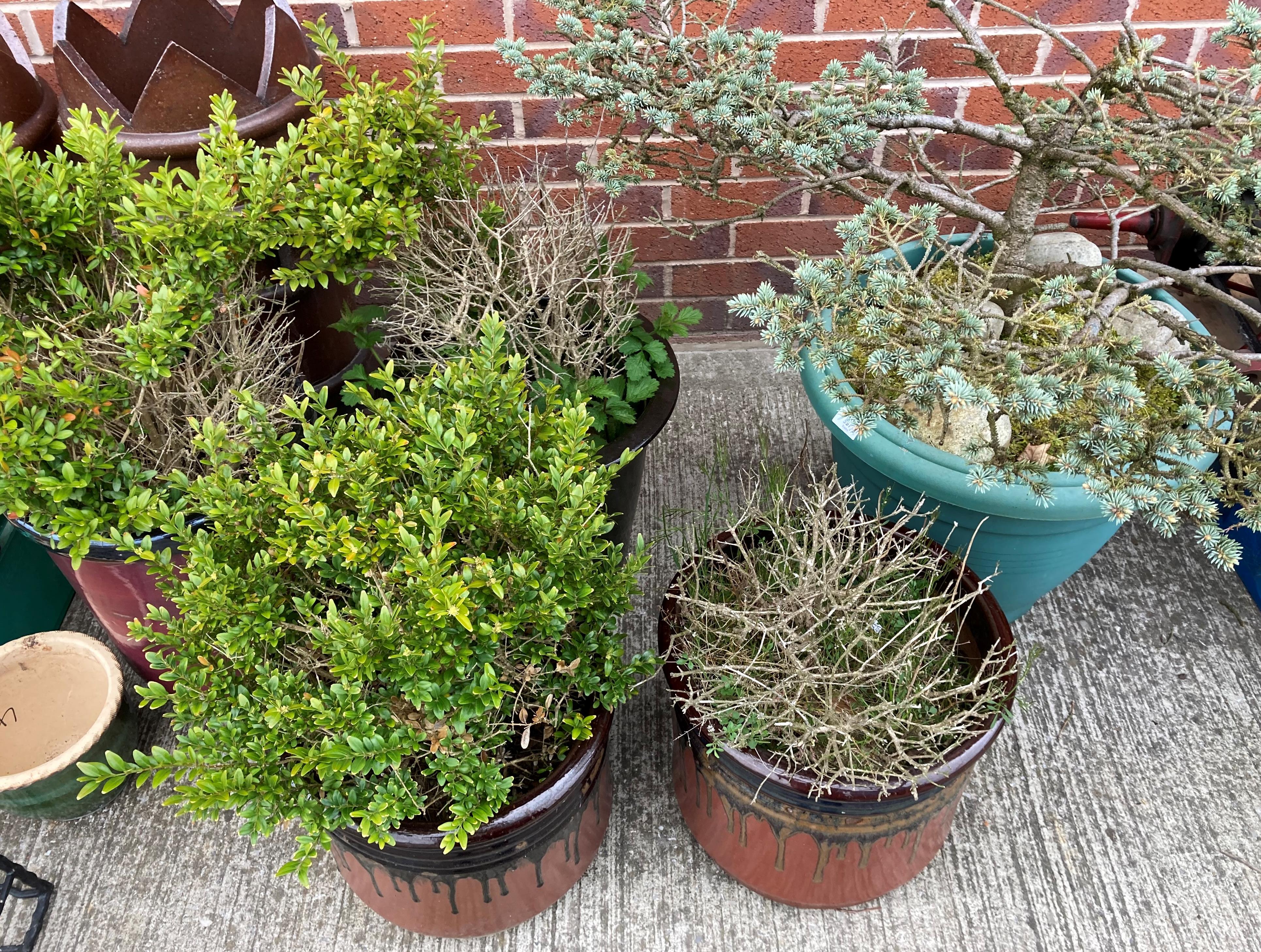 Four glazed large planters and a large green plastic tub containing box and other shrubs (5)