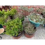 Four glazed large planters and a large green plastic tub containing box and other shrubs (5)