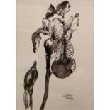 † Cynthia Kenny (1929-2021), 'Iris 1992', titled verso, pen and Indian ink, image size 18cm x 13cm,