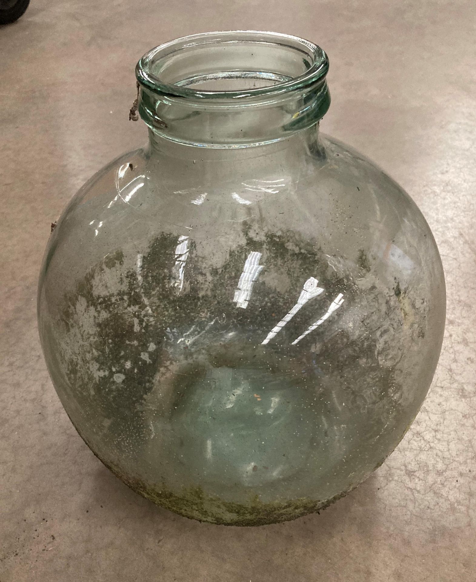 Large glass carboy/terrarium,