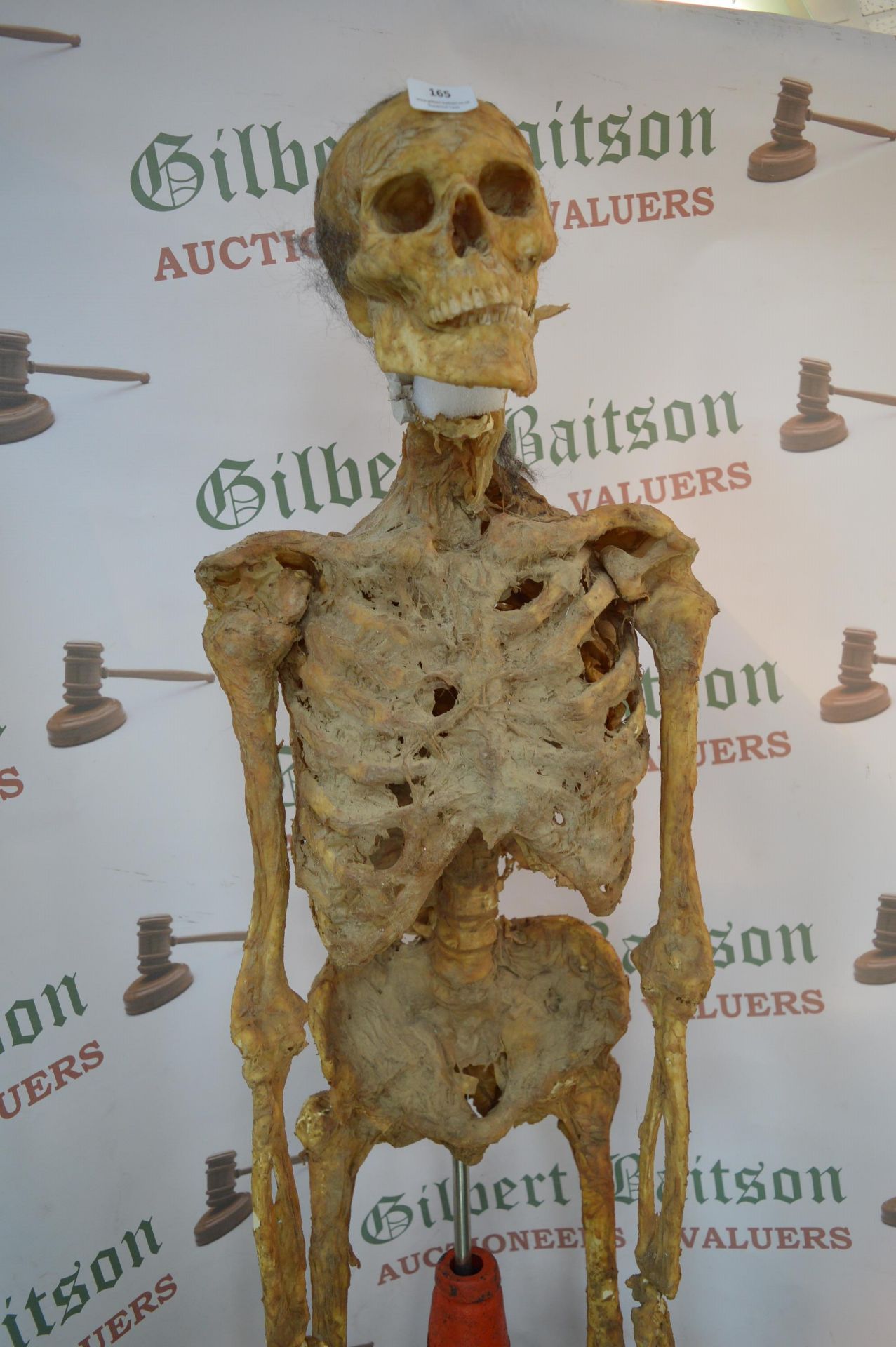 *Realistic Resin Skeleton - Image 6 of 7