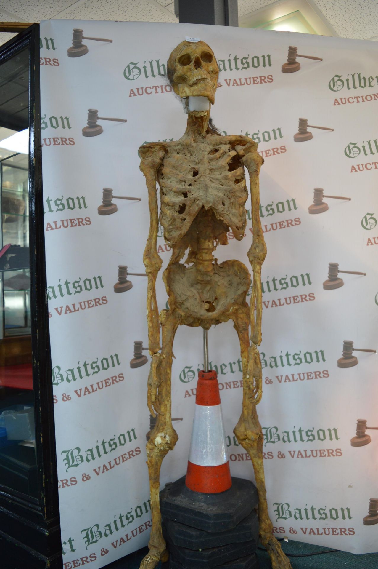 *Realistic Resin Skeleton - Image 5 of 7
