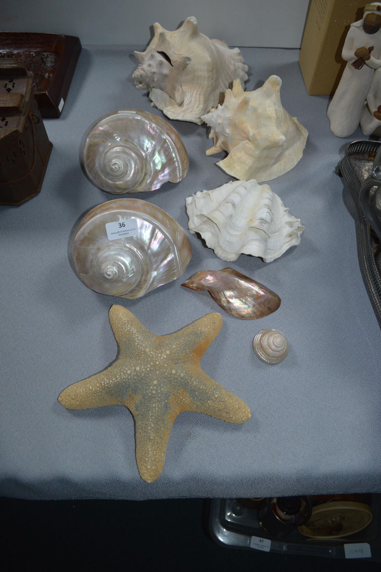 Shells and a Starfish