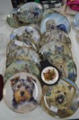 Thirteen Yorkshire Terrier Wall Plates by Danbury