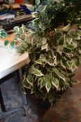 *Artificial Plant ~90cm tall