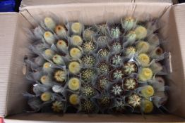 Two Trays of 30 Mixed Cacti