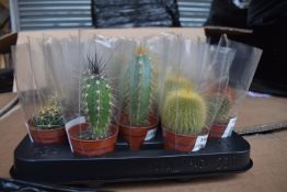 Tray of 30 Mixed Cacti