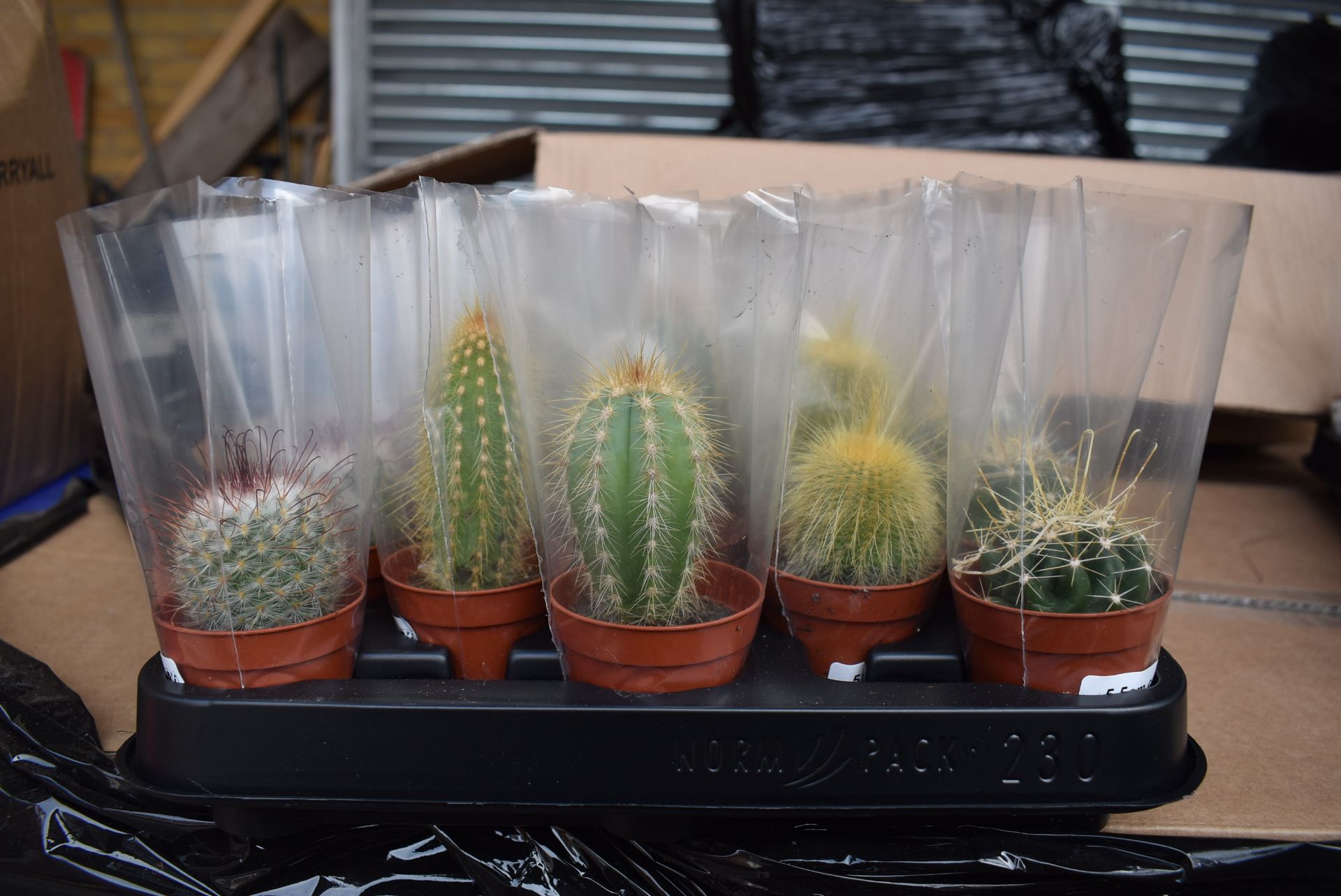 Tray of 30 Mixed Cacti