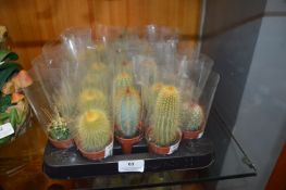 Thirty Assorted Small Potted Cacti