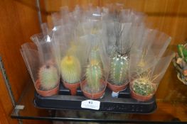 Thirty Assorted Small Potted Cacti