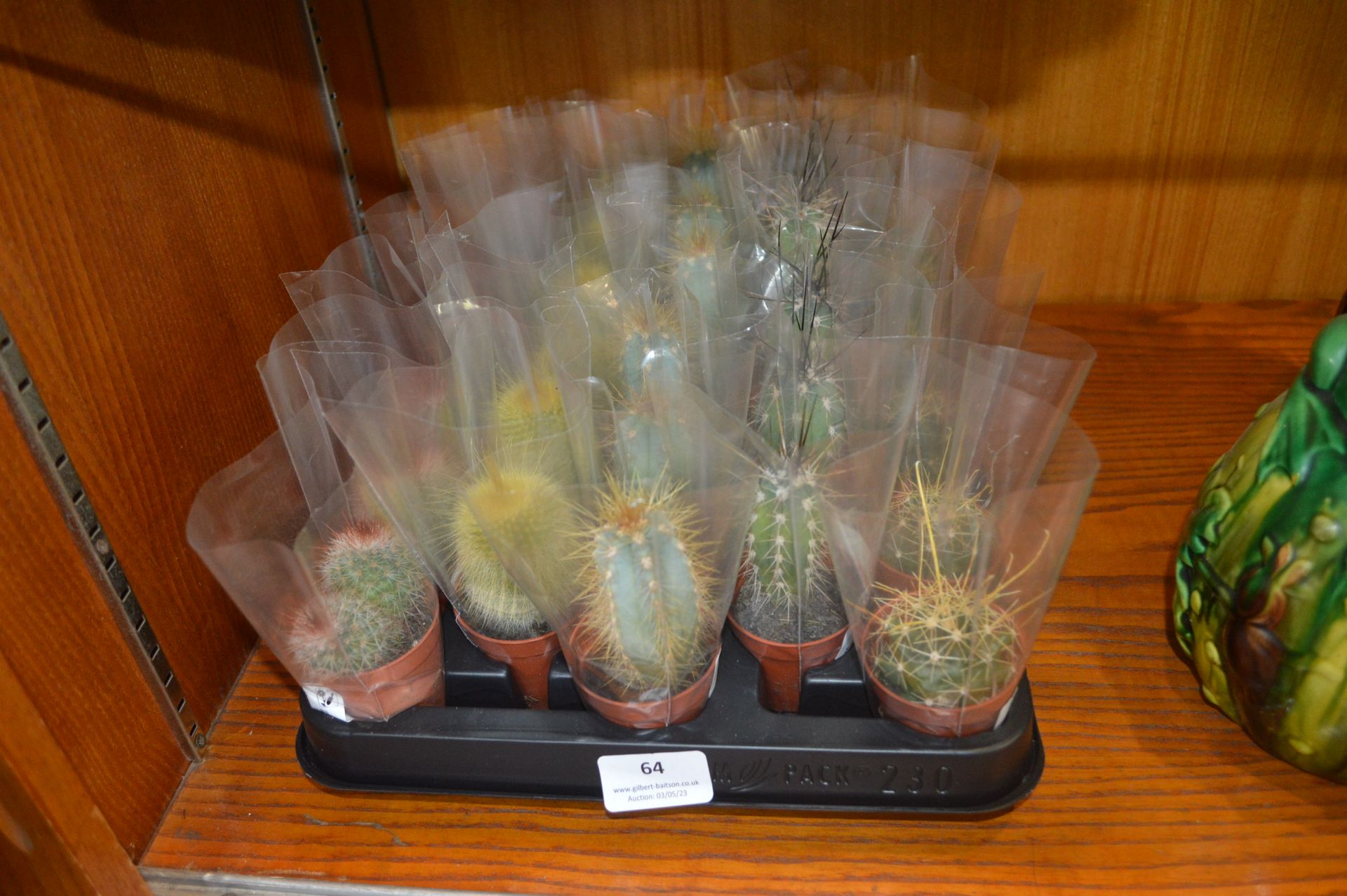 Thirty Assorted Small Potted Cacti
