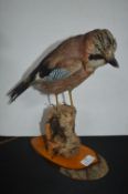 Taxidermy Study of a Continental Magpie