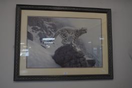 Framed Signed Print of a Snow Leopard by Richard B