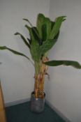 *Artificial Banana Plant with Pot