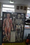 Reproduction French Anatomical Education Poster
