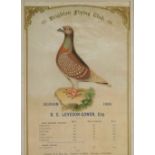 Brighton Pigeon Flying Club interest, an Edwardian print, for season 1900, marked D E Leveson-Gower