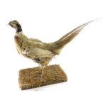 A taxidermy specimen of a pheasant, on straw base, 49cm high.