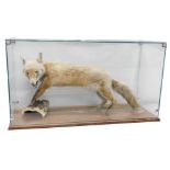 A taxidermy cased fox, with front paws on bark work base, in rectangular glazed and oak case, on oak