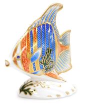 A Royal Crown Derby porcelain Pacific Angelfish paperweight, limited edition number 1588/2500, red p