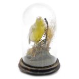 Taxidermy. A canary, modelled perched on a branch, with grasses behind, on a circular wooden stand,