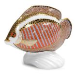 A Royal Crown Derby porcelain Gourami paperweight, from the Tropical Fish Range, red printed marks,
