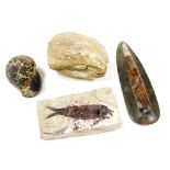 Four fossils, comprising a Knightia fish, Eocene period from Wyoming, an Orthoceras, an Echinoid, an