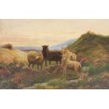 J. H. Lowe (20thC School). Study of sheep on a mountainous landscape, oil on canvas, initialled, 39c